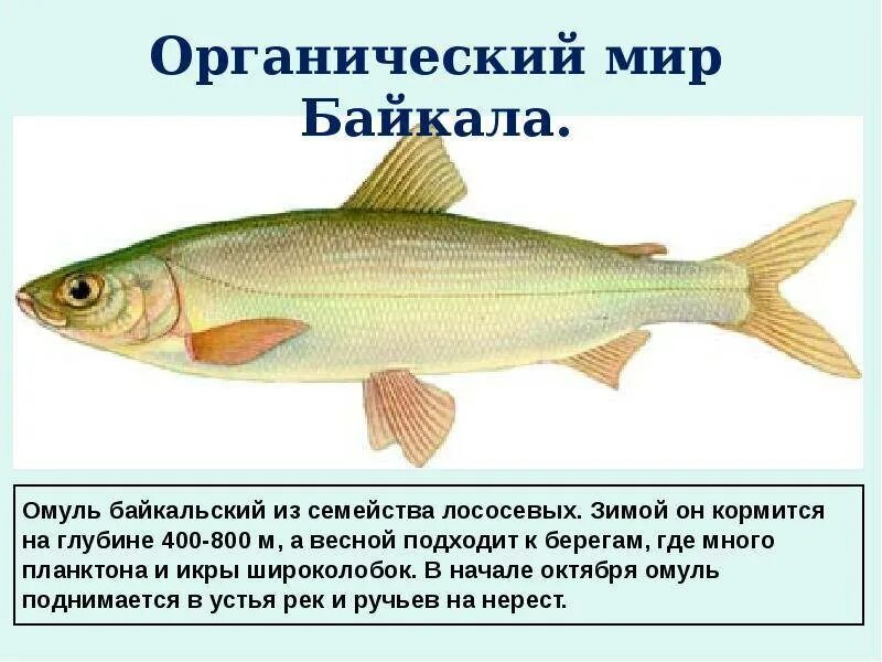 Байкальский омуль описание. Байкальский омуль описание