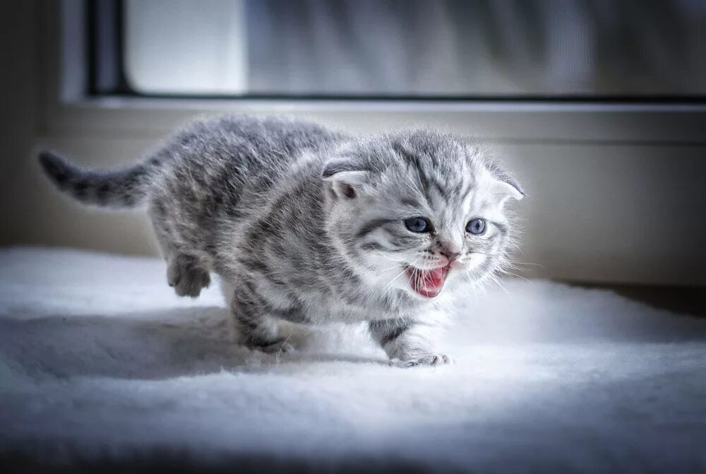 Котик на руках. Кот прыгает. Котенок кусает. Игривый котенок. Атакующий котик.