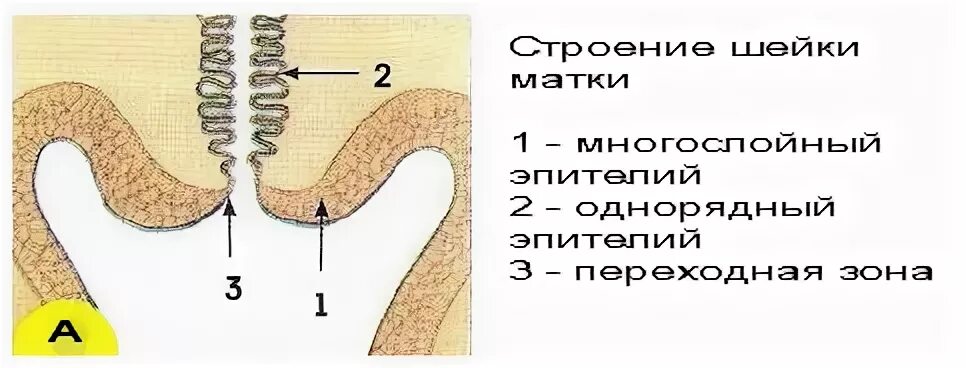 Близко расположена матка