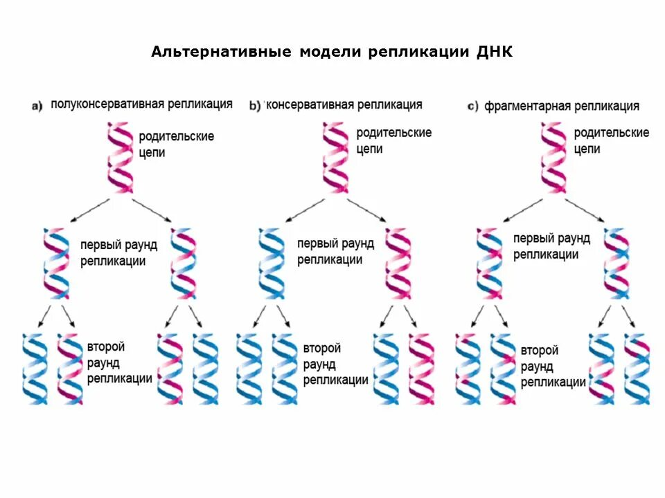 Последовательность этапов репликации молекулы днк. Схема процесса репликации днк. механизм репликации днк схема. типы репликации днк. консервативная репликация днк.