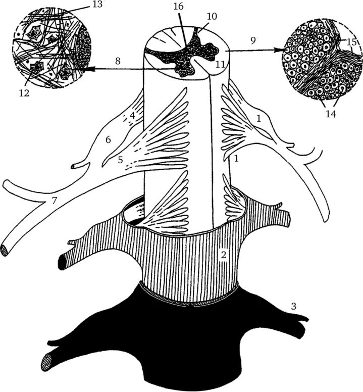 Спинной нервный ганглий. Спинномозговой ганглий гистология. Кровоснабжение ЦНС гистология. Строение периферических нервов гистология. Нервная система гистология.