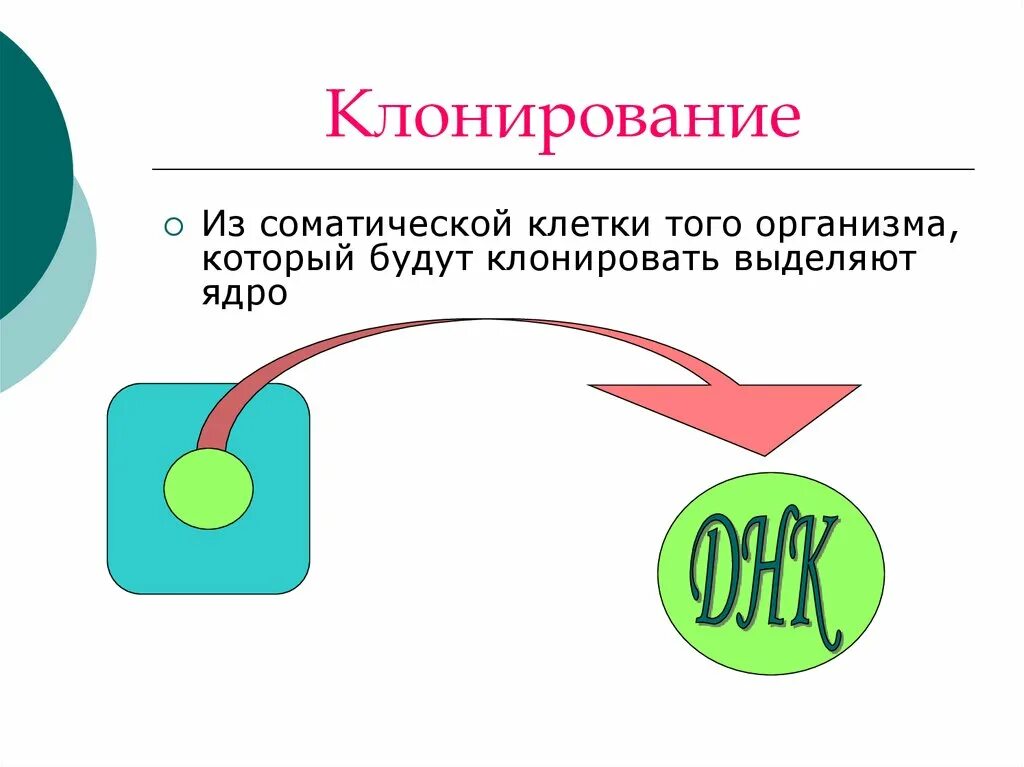 Как делают клонов. Схема клонирования. Как происходит клонирование. Клонирование (биология). Клонирование соматических клеток.