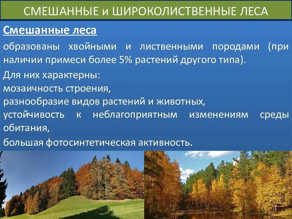 Какие условия в смешанных лесах. Приспособление растений в широколиственных лесах. Приспособление растений в лиственных лесах. Смешанные и широколиственные леса. Приспособление растений к условиям леса.