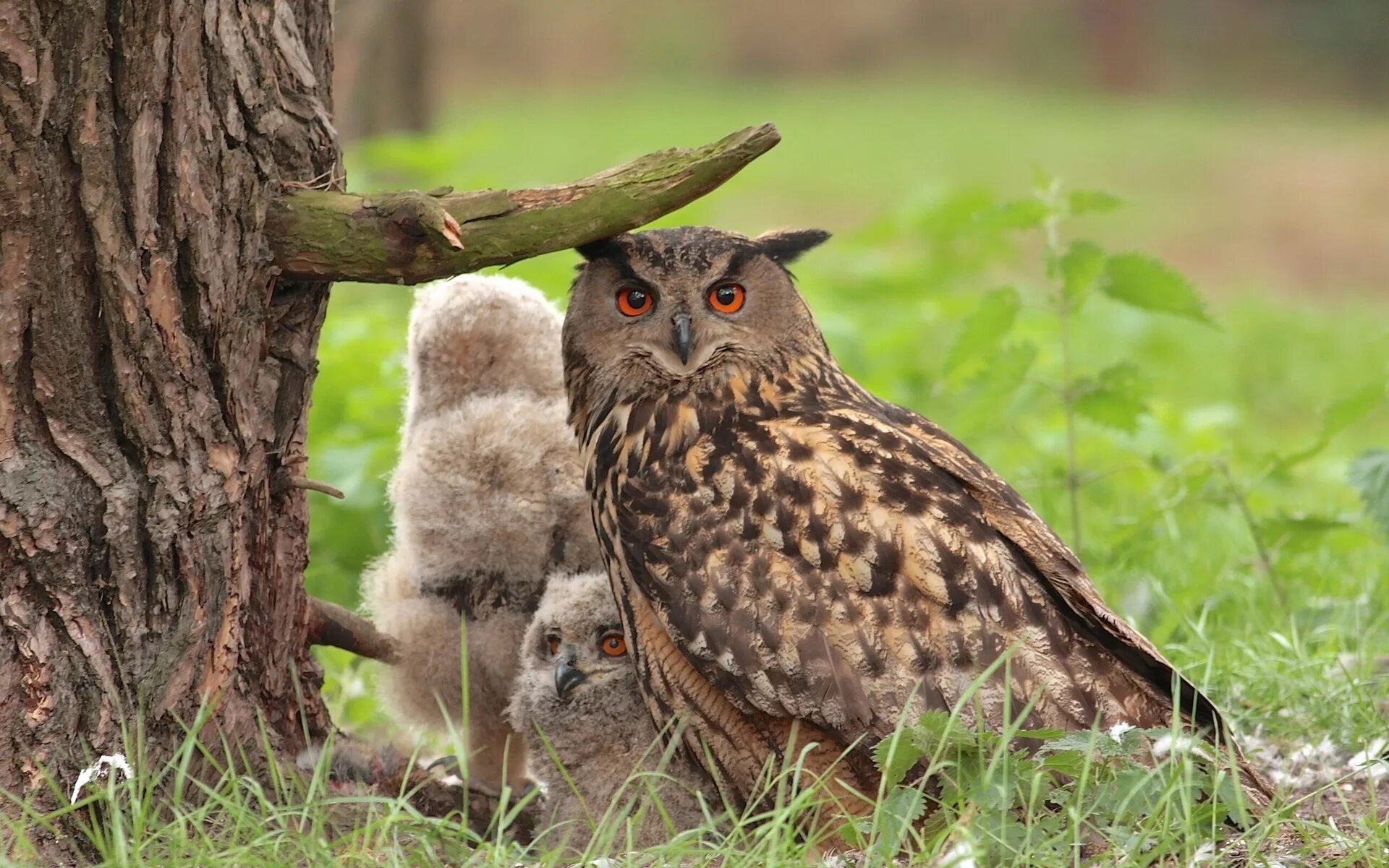 Филин Bubo Bubo Linnaeus, 1758. Филин обыкновенный (Bubo Bubo). Филин обыкновенный птенцы. Западносибирский Филин. Крупная совообразная птица