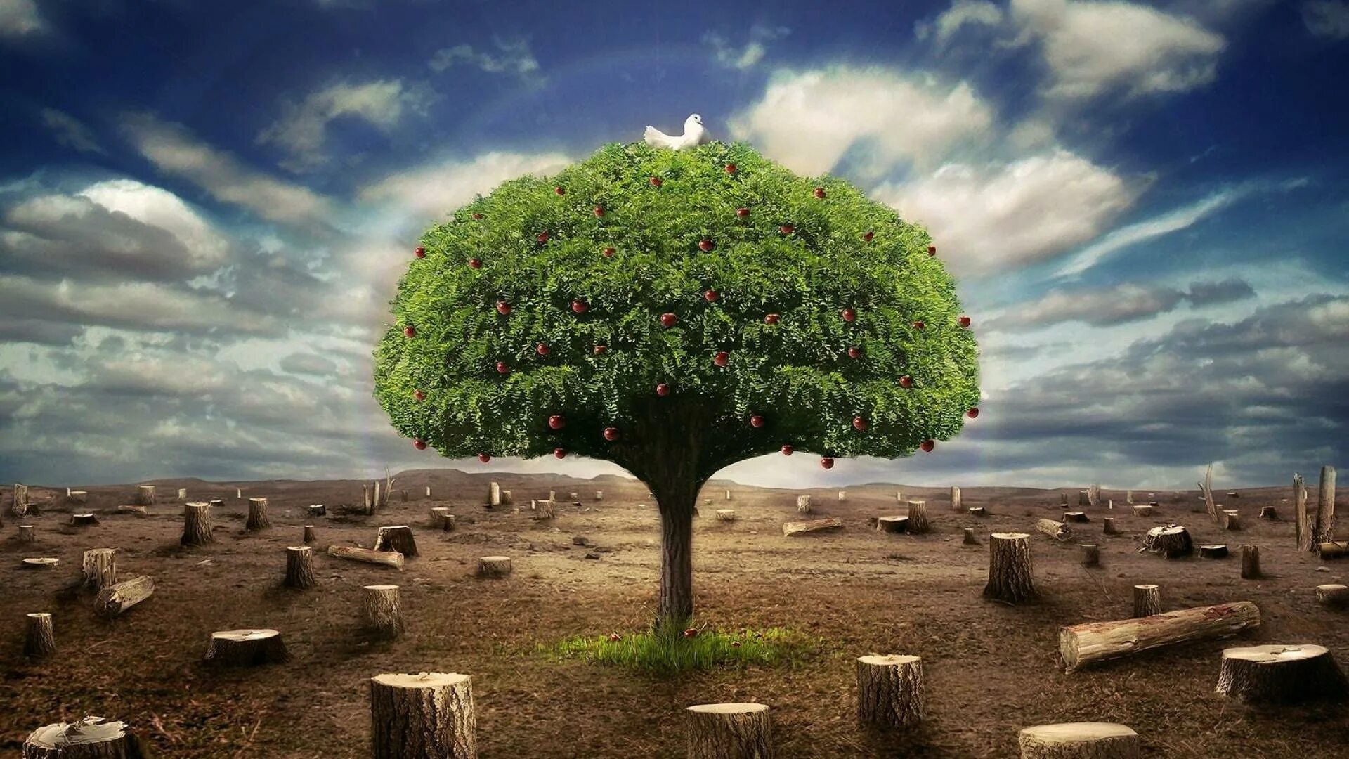 Куда деваются дерево. Красивое дерево. дерево экология. природа деревья. дерево фото.