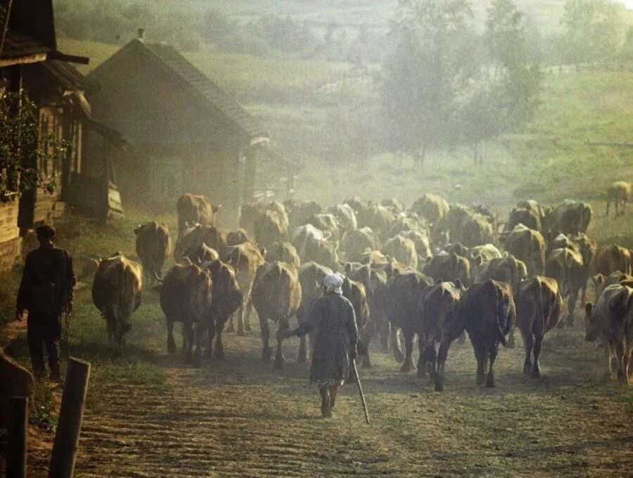 Возвращайся в деревню