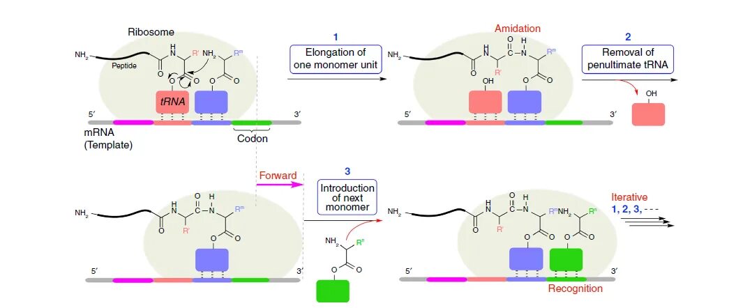Матричный синтез репликация. Рнк полимераза 3 инициация транскрипции. Транскрипция днк в мрнк. Транскрипция полимер. Транскрипция полимер.