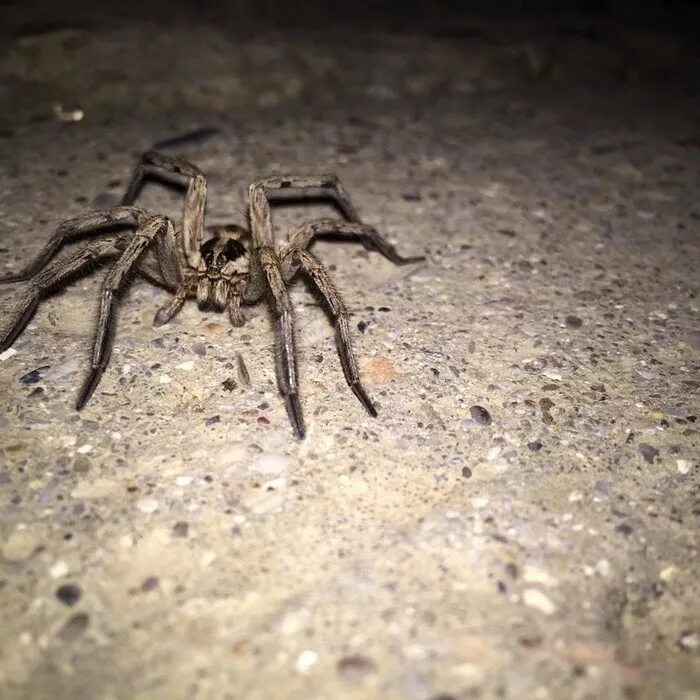 Насекомое паук скорпион. Паук питается. Заводной паук. Хелицеры паука скакуна. Покажи огромного странствующего паука.