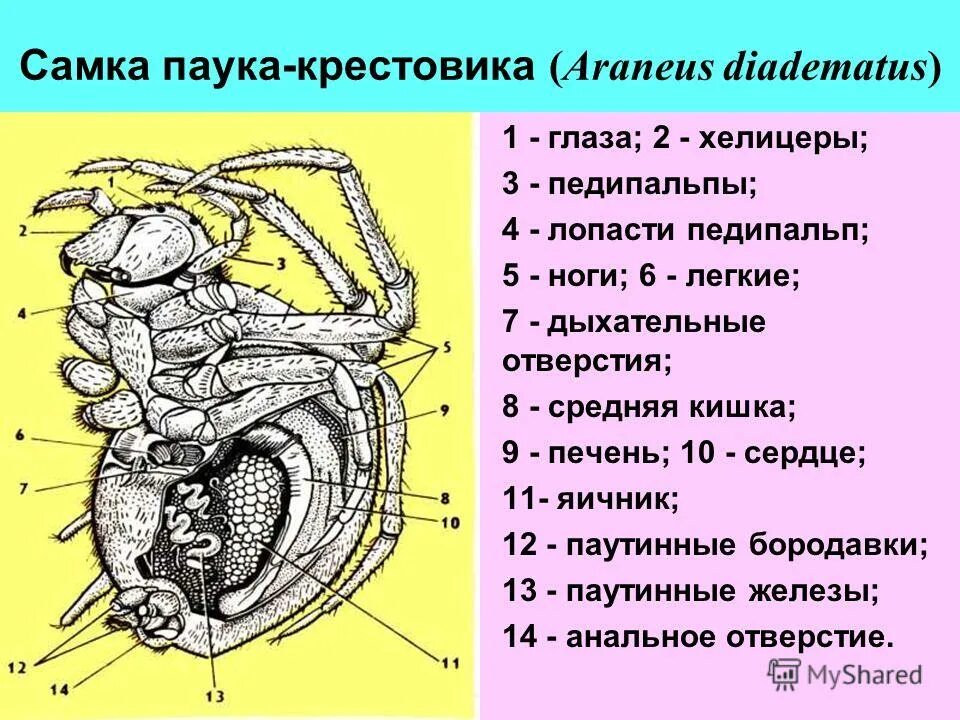 Паук крестовик строение рисунок. Строение ротового органа паука-крестовика. внутреннее строение паука крестовика. внешнее строение паука крестовика. наружное строение паука крестовика.