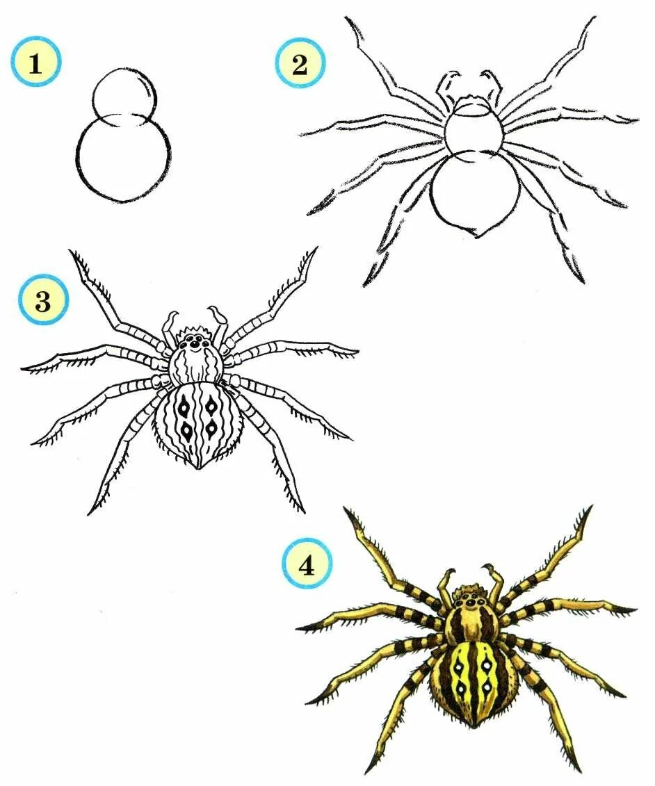 Паук карандашом легко. Паук рисунок. Рисование насекомые. Поэтапное рисование насекомых. Паук поэтапное рисование.