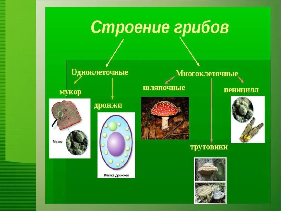 Строение грибов одноклеточных и многоклеточных. Схема грибы одноклеточные и многоклеточные. Строение гриба одноклеточные и многоклеточные. Одноклеточные и многоклеточные царство грибы.
