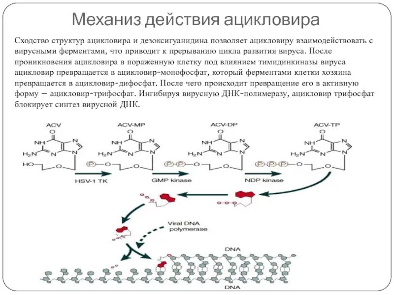 Ацикловир схема производства. Механизм противовирусного действия ацикловира. Ацикловир мазь 400. Механизм действия ацикловира. Ацикловир спектр действия.
