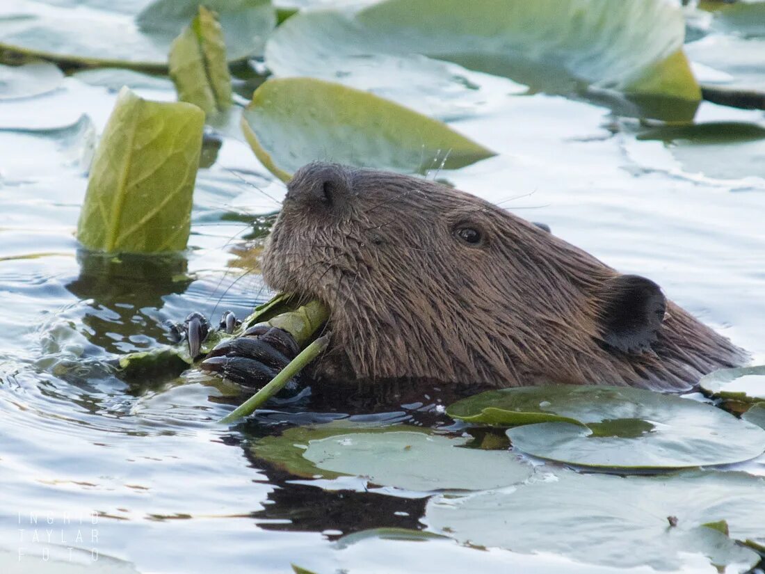 бобр (castor fiber linnaeus, 1758). озерный бобр. бобр перевод. бивер бобер. обыкновенный бобр.