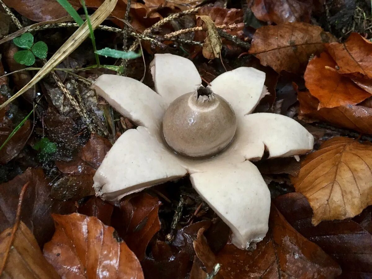 Звездовик. Звездовик сводчатый. Звездовик бахромчатый. Звездовик шмиделя. Звездовик.