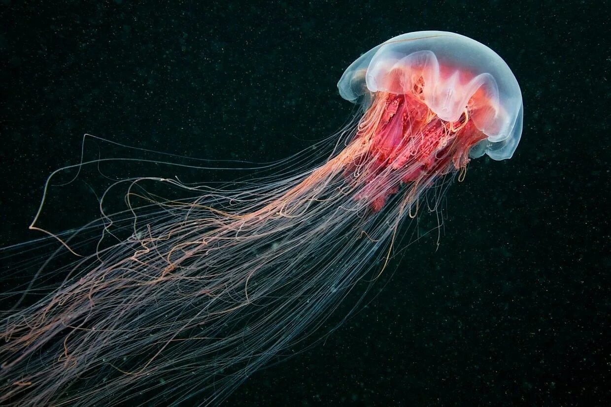 Медуза цианея. Медуза волосистая цианея. Арктическая медуза цианея. Полярная медуза цианея.