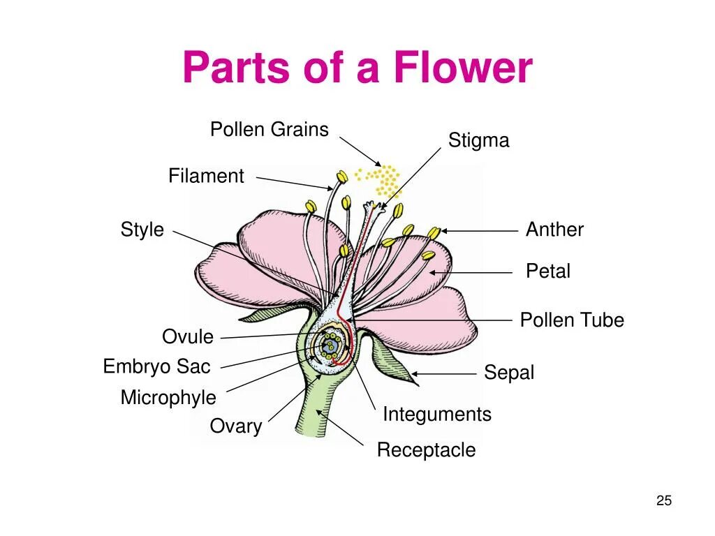 Parts of Flower. Flower structure. Parts of a Flower for Kids. Parts of the Flower in English.