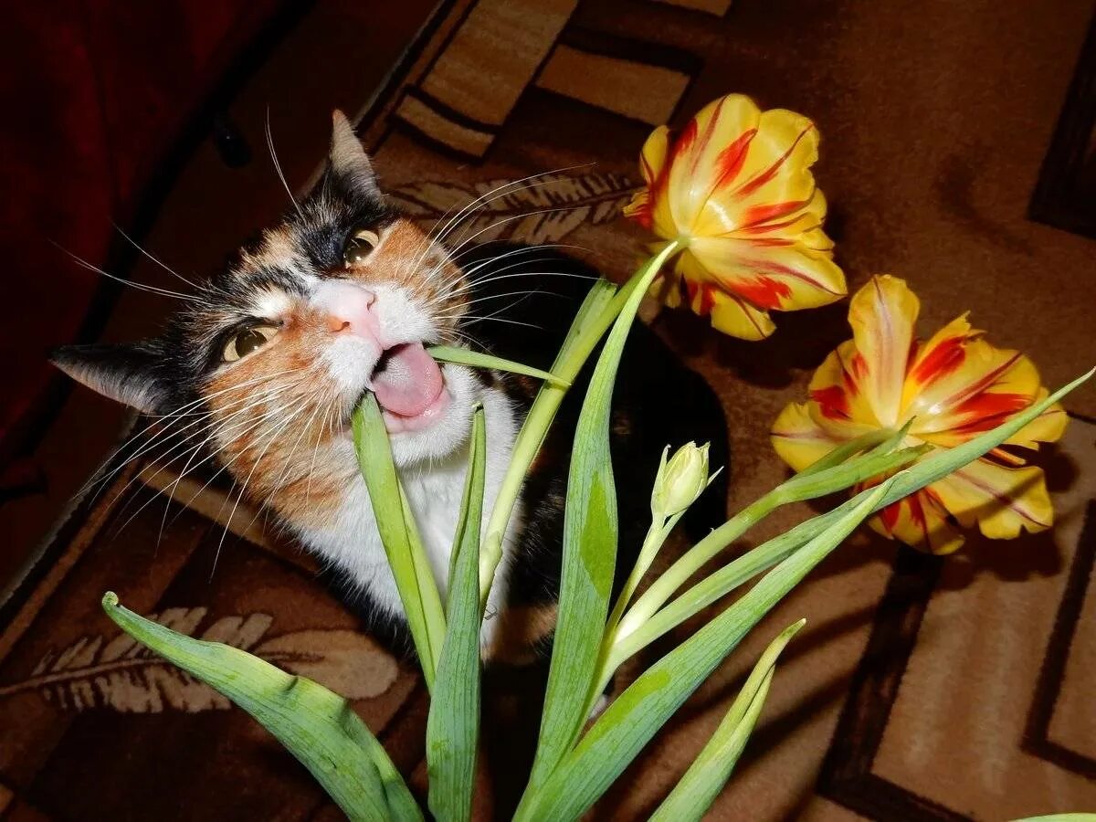 Кошки и комнатные растения. Растение которое едят коты. Цветы которые любят кошки. Кот ест домашние растения. Кошка съела тюльпан