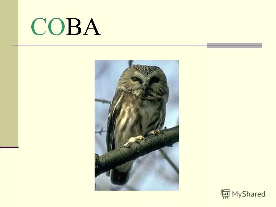 Воробей и сова внешний вид. Сова и Воробей. Воробей голубь Сова. Сравнение воробья и Совы. Как связаны Сова и Воробей.