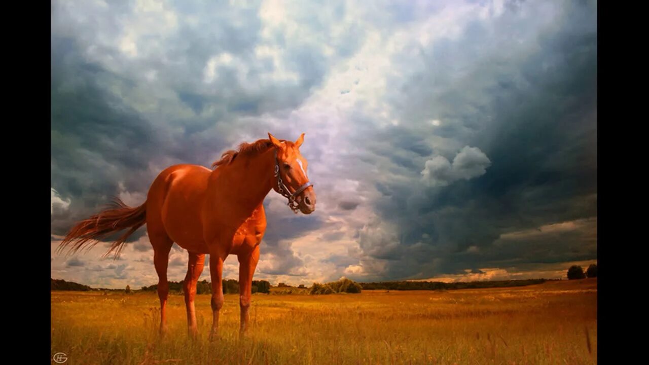 Красный конь. Красная лошадь. Лошади на заре. Красные лошади на заре.