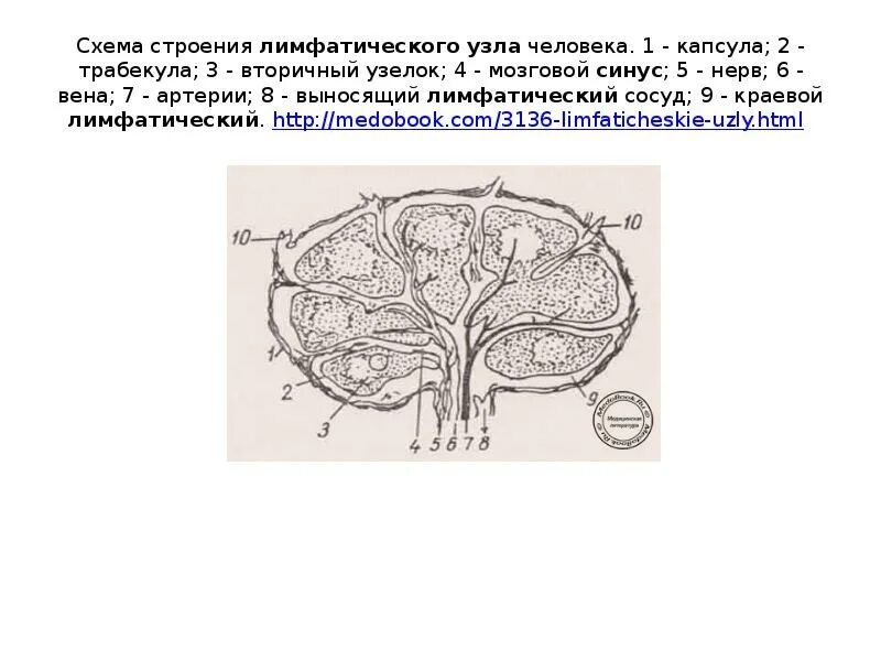 Медиастинальные лимфоузлы. Передние корешки лимфатический узел. Передние корешки лимфатический узел. Особенности строения лимфатических узлов. Строение лимфатического узла гистология схема.