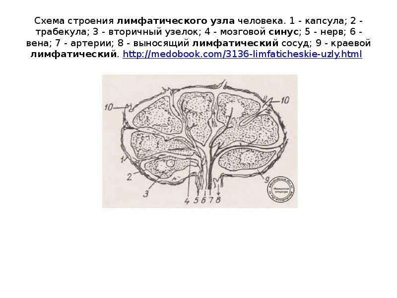 Корень лимфатического узла. Строение лимфатического узла 9. Субкапсулярные синусы лимфатических узлов. Трабекулы лимфатического узла. Схема строения лимфатического узла.