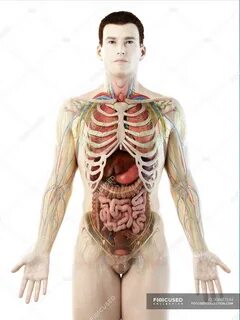 Human body model showing male anatomy and blood vessels, digital illustration. -