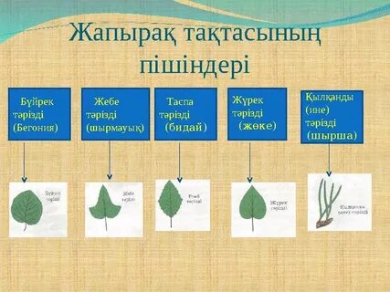Наташа Королеваның Тарзанның минет жасайтын порносын онлайн көріңіз.
