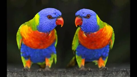 The most colorful