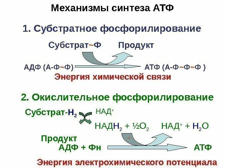 Реакция образования атф. Механизм образования атф окислительное фосфорилирование. синтез атф биохимия окислительное фосфорилирование. синтез атф путем окислительного фосфорилирования. механизм образования атф уравнение реакции.