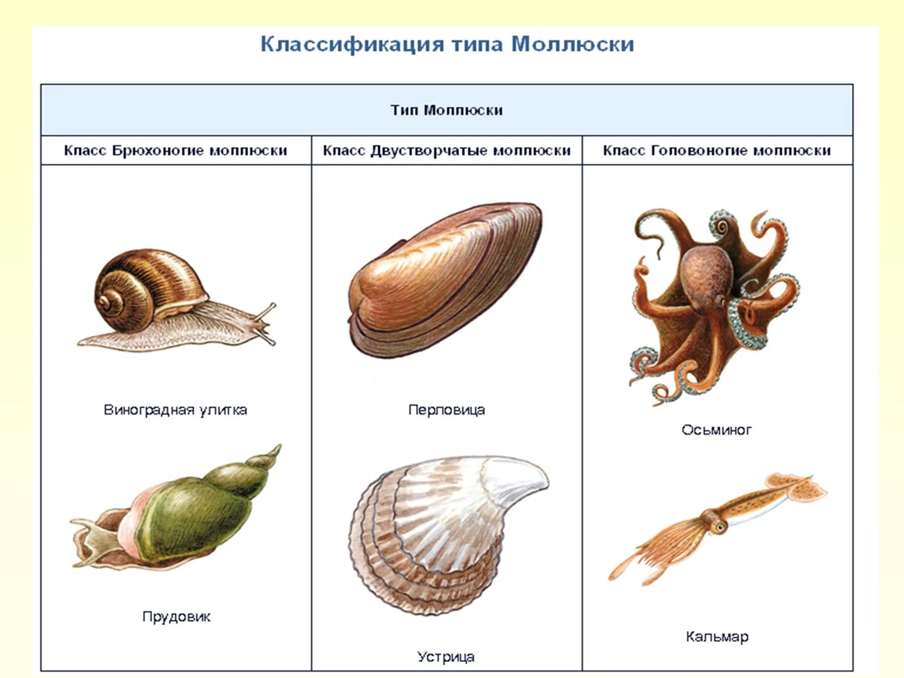 Моллюски класс животных. Моллюски основные представители. тип моллюсков брюхоногие двустворчатые головоногие. тип моллюски мягкотелые класс брюхоногие двустворчатые. классификация моллюсков 7 класс таблица.