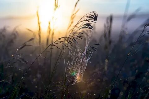 Песня утренняя роса слушать
