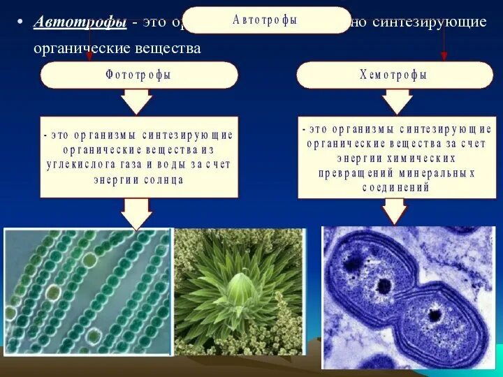 Морской еж автотроф или гетеротроф. Организмы автотрофы. фототрофы и хемотрофы. автотрофы фототрофы хемотрофы. автотрофы представители.