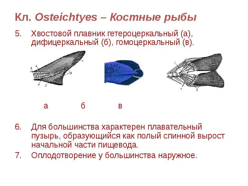 Хвостовой плавник у костных рыб. Типы хвостовых плавников у костных рыб. Гетероцеркальный плавник. Тип хвостового плавника у костных рыб.