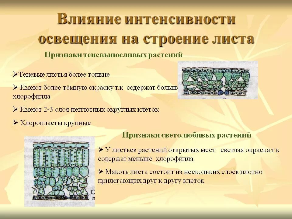 Факторы влияющие на строение. Признаки листьев теневыносливых растений. особенность строения листа теневыносливых растений. строение светового листа. строение листьев светолюбивых растений.