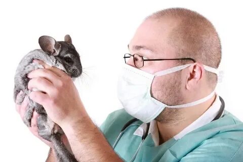 Ветеринар посоветуйте