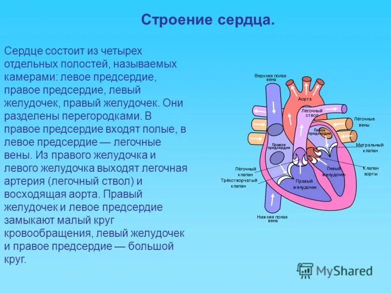 Сердце крокодилов состоит из камер