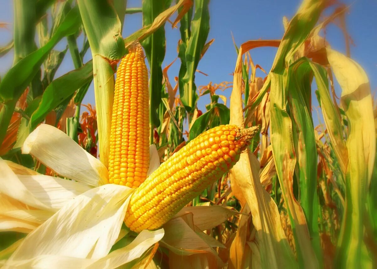 Посею рожь и кукурузу. Маисовая кукуруза. Колосья кукурузы. Бель початков кукурузы. Семена кукурузы гибрид Пионер.