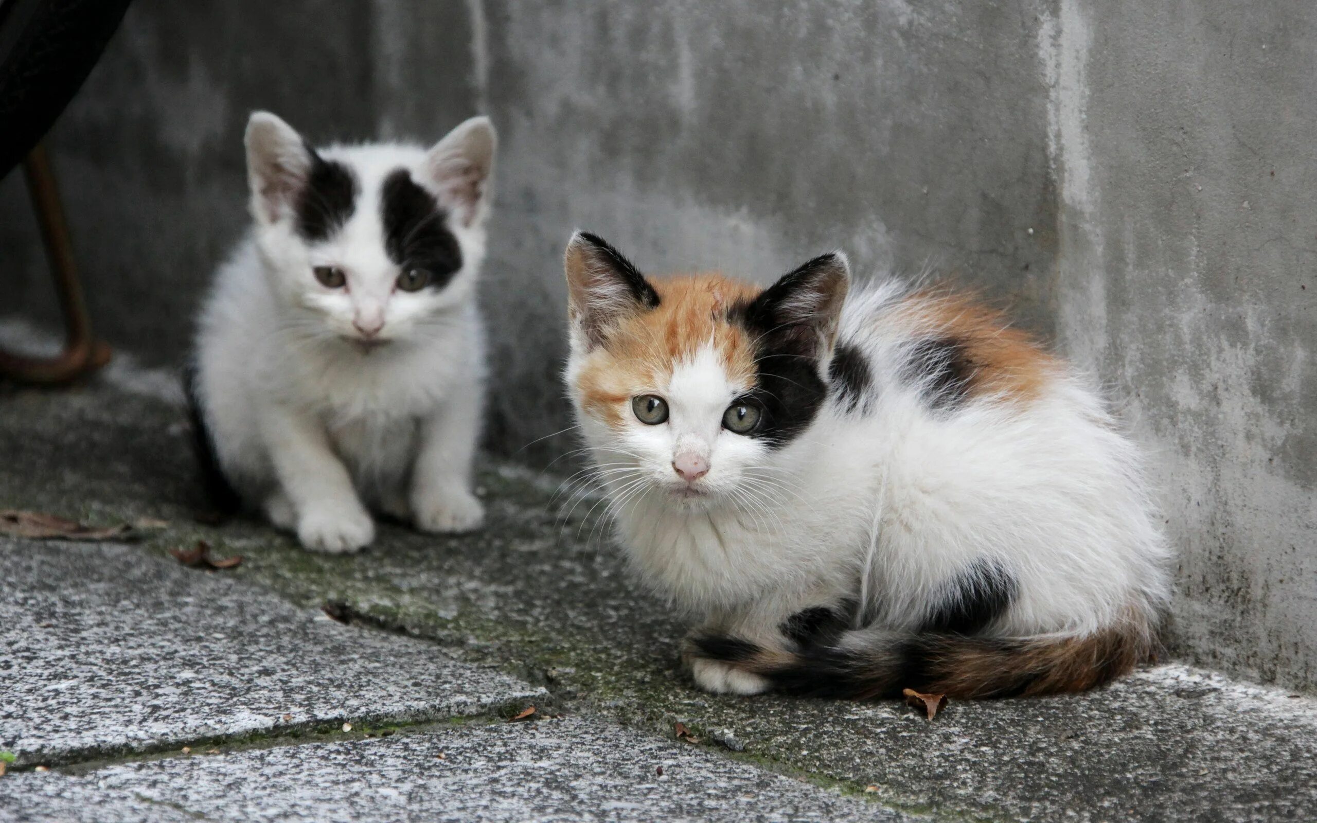 Бездомные животные коты