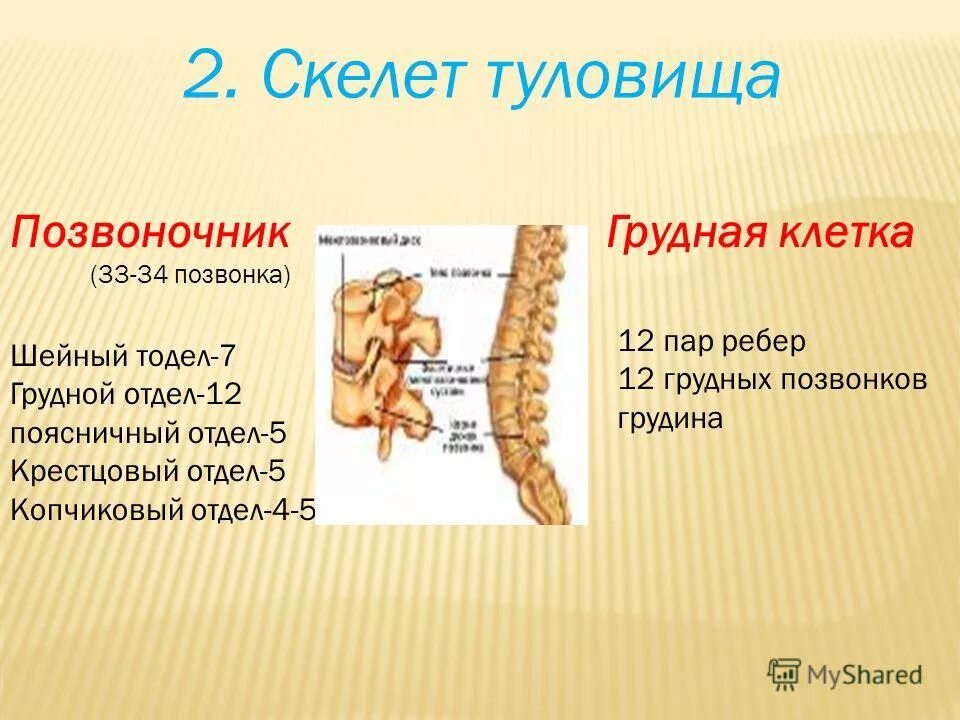 7 отделов скелета