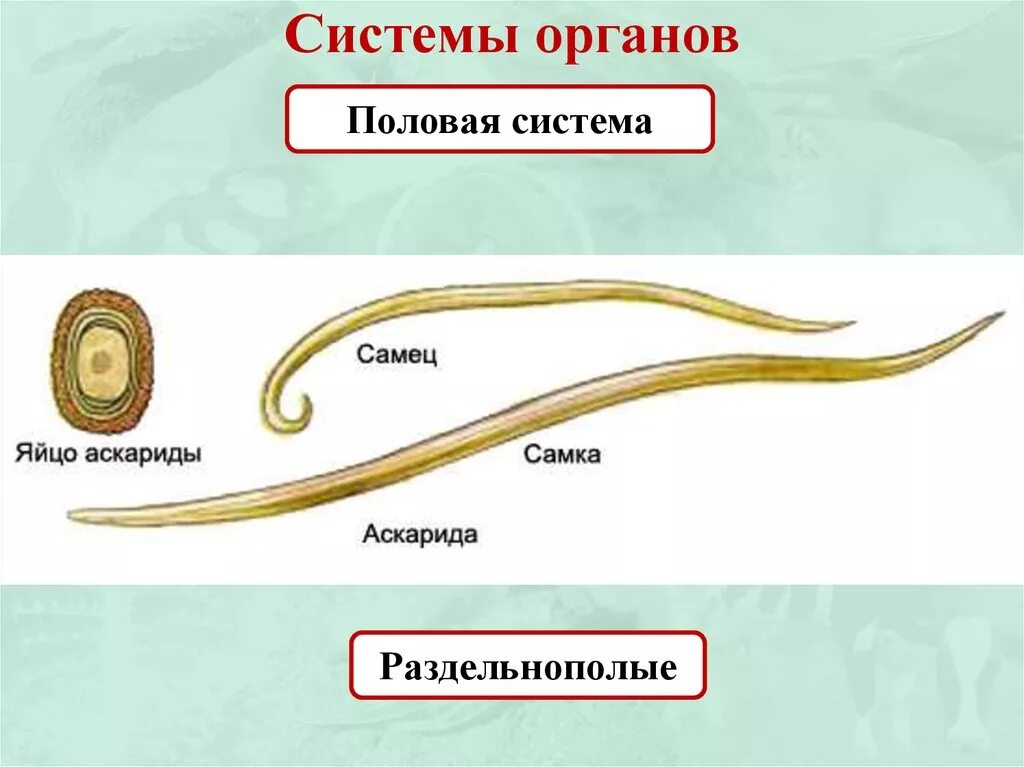 Круглые черви строение 7 класс биология. Половая система круглых червей червей. Система размножения круглых червей. Тип круглые черви 7 класс биология половая система.