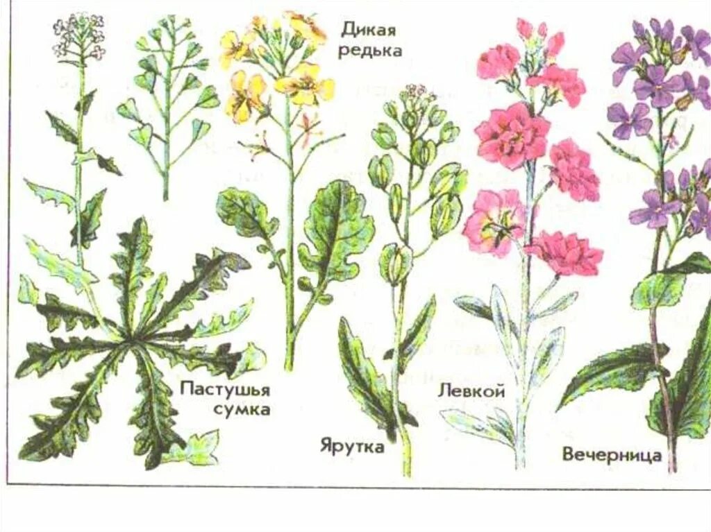 Капустные растения примеры крестоцветные. Пастушья сумка семейство крестоцветные. Сорные крестоцветные растения. Семейство крестоцветные капустные. Крестоцветные растения соцветие кисть.