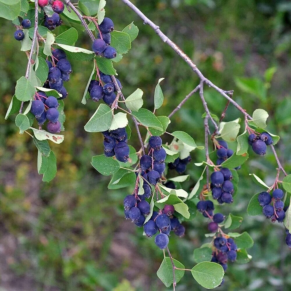 Ирга при сахарном диабете. Ирга ольхолистная amelanchier alnifolia. ирга ольхолистная saskatoon berry. ирга ягода дерево. ирга жимолость.