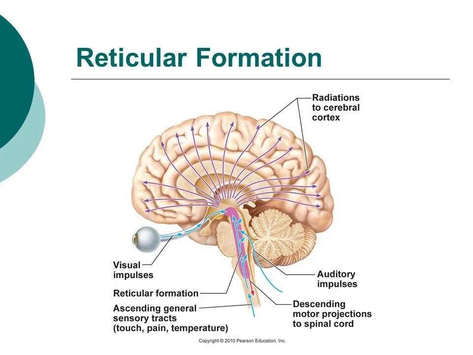 Formatio reticularis. Reticular formation. ascending reticular activating system. reticular formation structure. reticular formation and limbic system.