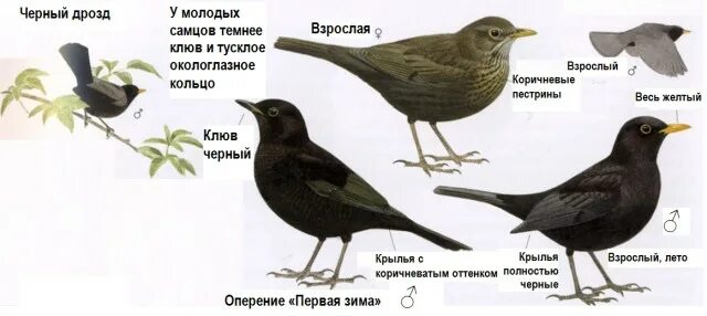 Чем отличается дрозд от скворца. Чёрный Дрозд Семец и самка. Дрозд самка и самец. Чёрный Дрозд птица самец и самка. Скворец черный Дрозд отличия.