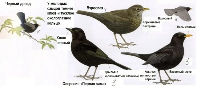 Как отличить дрозда
