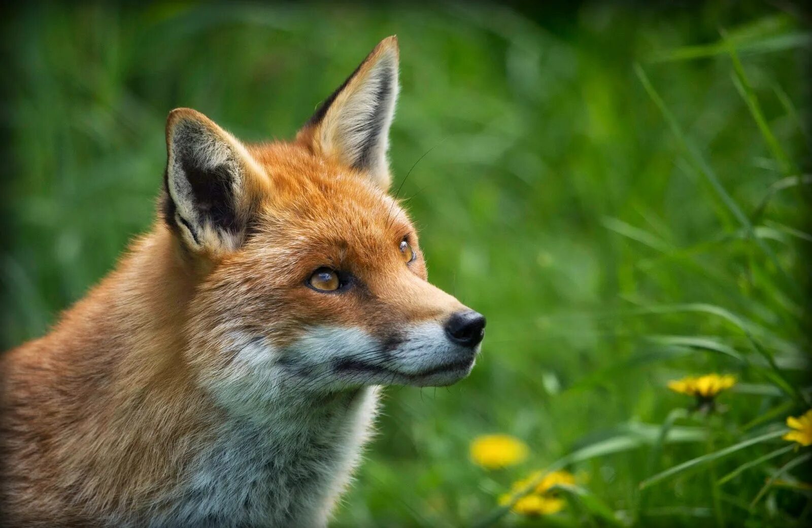 Fox because