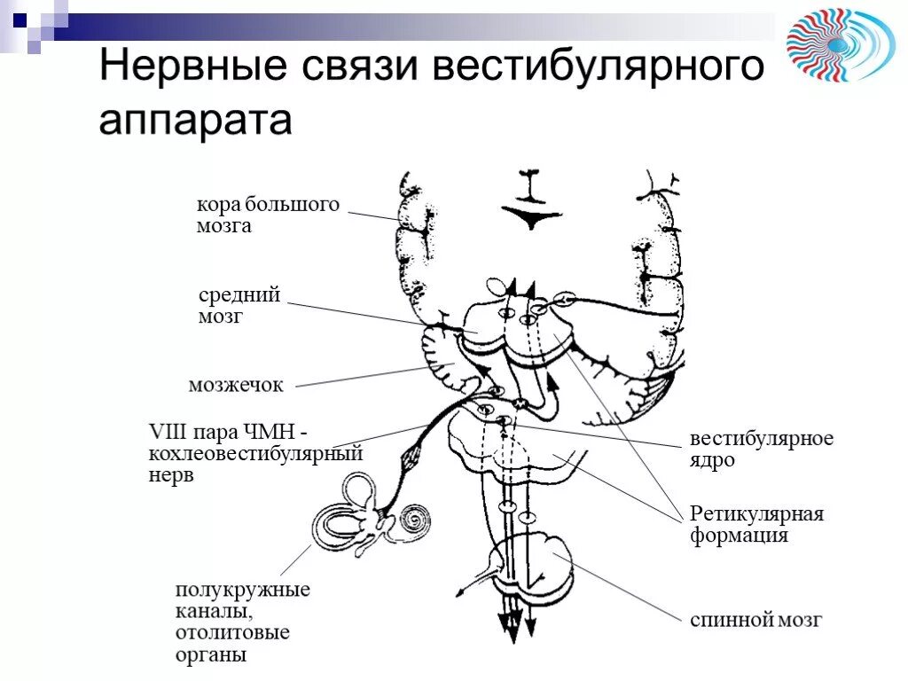 Вестибулярный аппарат мозг. Проводящий путь вестибулярного анализатора. Схемы проводящих путей черепно мозговых нервов. Нервный путь вестибулярного анализатора. Вестибулярный проводящий путь схема.