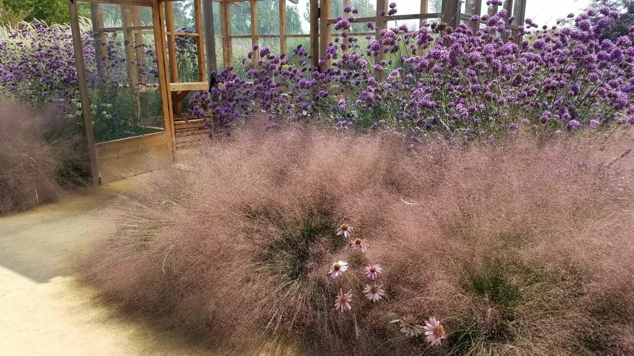 Мюленбергия волосовидная (Muhlenbergia capillaris) С1,5 - Питомник Летний сад