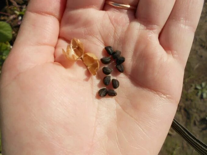 Семена золотых шаров. Семенная коробочка ипомеи. Рудбекия сбор семян. Как выглядят семена рудбекии. Ипомея сбор семян.