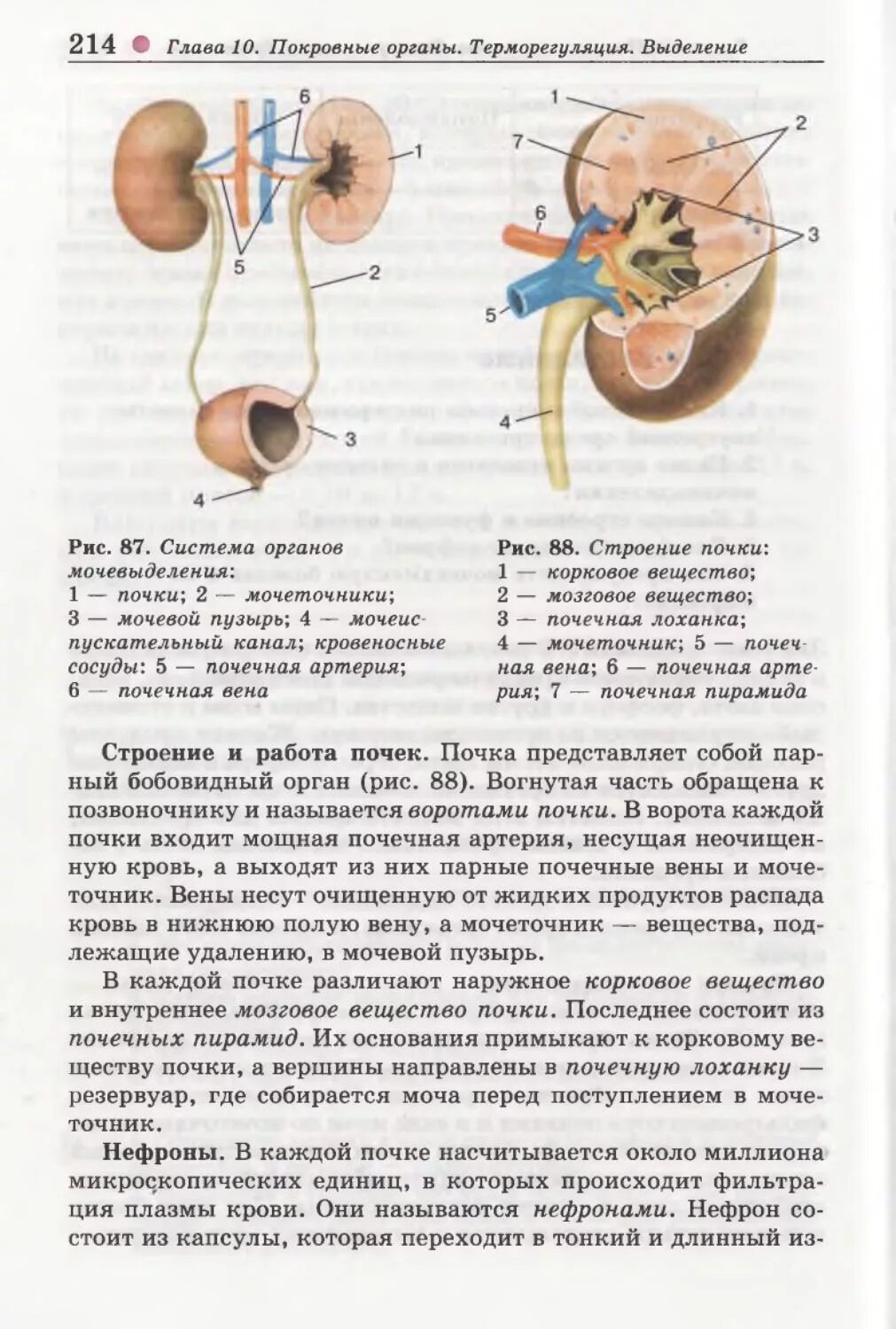 Строение и функции почек конспект. Почки биология 8 класс. строение почки 8 класс биология. выделение строение почек. напишите названия органов отмеченные цифрами.